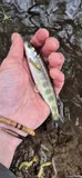 Atlantic Salmon, photographed in England
