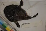 Spottedtail Goosefish