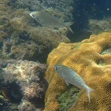 Silver Jenny, photographed in Rio de Janeiro