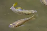 Shortfin Molly, photographed in Coclé
