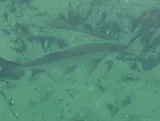 Tarpon, photographed in Florida