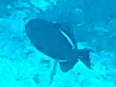 Black Triggerfish, photographed in Quintana Roo