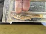 Brassy Minnow, photographed in Ontario