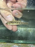 Redband Darter, photographed in Tennessee