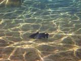 Headwater Catfish, photographed in Texas