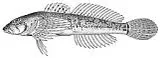 Wood River Sculpin, photographed in Idaho