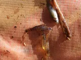 Okefenokee Pygmy Sunfish, photographed in Florida
