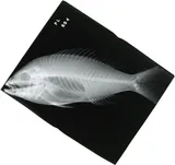 Black Snapper