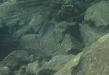 Mahogany Snapper, photographed in Saint George