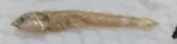 Dusky Anchovy, photographed in Ciudad de Mexico