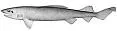 False Cat Shark, photographed in New York