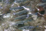 Sockeye Salmon, photographed in Alaska