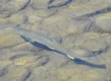 Dolly Varden, photographed in Alaska