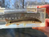 Hornyhead Chub, photographed in Ohio