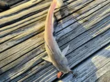 Channel Catfish, photographed in Texas