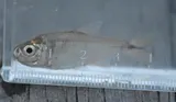 Mexican Tetra, photographed in Texas