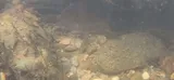 Redline Darter, photographed in Tennessee