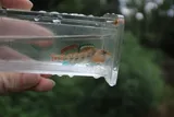 Buffalo Darter, photographed in Tennessee