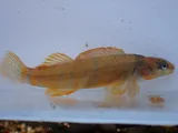 Golden Darter, photographed in Tennessee