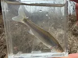 Steelcolor Shiner, photographed in Tennessee