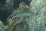 Mahogany Snapper, photographed in Saint George