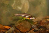Southern Redbelly Dace, photographed in Tennessee
