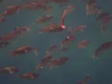 Shiner Perch, photographed in British Columbia