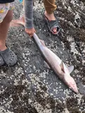 North Pacific Spiny Dogfish, photographed in British Columbia