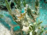 Slender Filefish, photographed in Quintana Roo