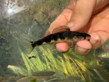 Stripeback Darter, photographed in Maryland