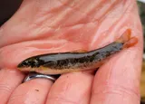 Longnose Dace, photographed in Maryland