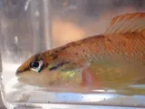 Bronze Darter, photographed in Alabama