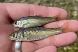 Plateau Shiner, photographed in Texas