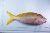Oblique-banded Snapper, photographed in Hawaii