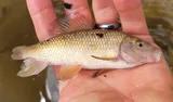 Creek Chubsucker, photographed in Maryland