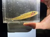Trout-perch, photographed in Ohio