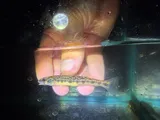 Appalachia Darter, photographed in Virginia