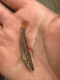 Slough Darter, photographed in Mississippi