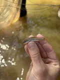 Clear Chub, photographed in Alabama