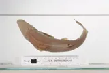 Warner Sucker, photographed in Oregon