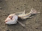 Northern Red Snapper, photographed in Texas