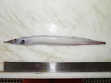 White Barracudina