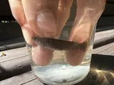 Mangrove Rivulus, photographed in Florida