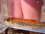 Coosa Chub, photographed in Alabama