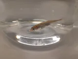 Alaskan Stickleback, photographed in Scotland