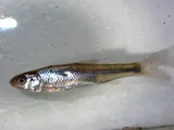 Eastern Silvery Minnow, photographed in New Jersey