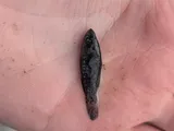 Banded Pygmy Sunfish, photographed in Louisiana