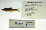 Ozark Minnow, photographed in Illinois