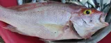 Silk Snapper, photographed in Sud