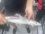 Spiny Dogfish, photographed in Marlborough